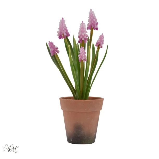 Perlehyacint i potte - Rosa