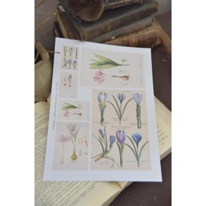 Ark med for�rsblomster