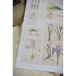 Ark med for�rsblomster