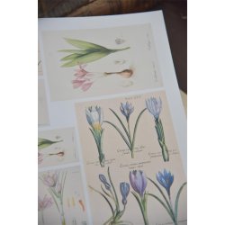 Ark med for�rsblomster