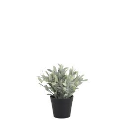 Fleur Plante