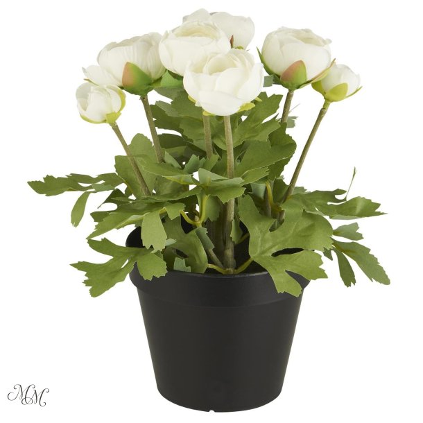 Ranunkel i potte - Hvide blomster