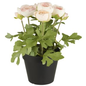 Ranunkel i potte - Ferskenfarvet blomster