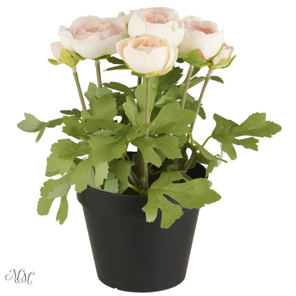Ranunkel i potte - Ferskenfarvet blomster