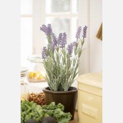 Lavendel i potte