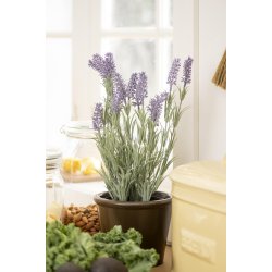 Lavendel i potte