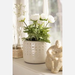 Ranunkel i potte - Hvide blomster