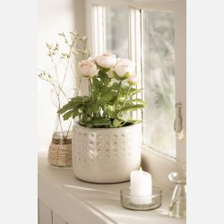 Ranunkel i potte - Ferskenfarvet blomster