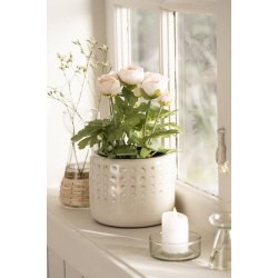 Ranunkel i potte - Ferskenfarvet blomster